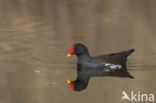 Common Moorhen (Gallinula chloropus)