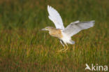 Ralreiger (Ardeola ralloides)