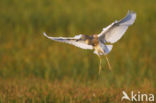 Ralreiger (Ardeola ralloides)