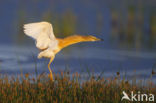 Ralreiger (Ardeola ralloides)