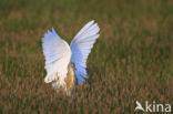 Ralreiger (Ardeola ralloides)