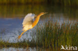 Ralreiger (Ardeola ralloides)