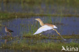 Ralreiger (Ardeola ralloides)