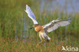 Ralreiger (Ardeola ralloides)