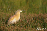 Ralreiger (Ardeola ralloides)