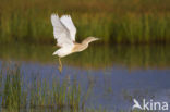 Ralreiger (Ardeola ralloides)