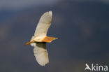 Ralreiger (Ardeola ralloides)