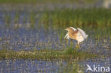 Ralreiger (Ardeola ralloides)