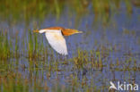 Ralreiger (Ardeola ralloides)