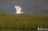 Ralreiger (Ardeola ralloides)