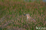 Ralreiger (Ardeola ralloides)