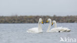 Whooper Swan (Cygnus cygnus)