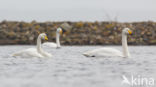 Whooper Swan (Cygnus cygnus)