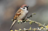 Ringmus (Passer montanus)