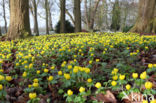 Winter Aconite (Eranthis hyemalis)