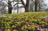 Winter Aconite (Eranthis hyemalis)