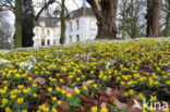 Winter Aconite (Eranthis hyemalis)