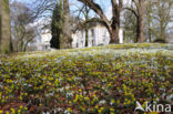 Winter Aconite (Eranthis hyemalis)