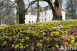 Winter Aconite (Eranthis hyemalis)