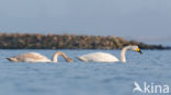 Whooper Swan (Cygnus cygnus)