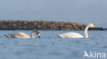 Wilde Zwaan (Cygnus cygnus)