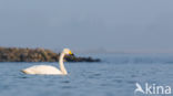 Whooper Swan (Cygnus cygnus)