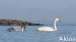 Whooper Swan (Cygnus cygnus)