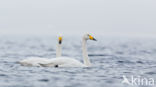 Whooper Swan (Cygnus cygnus)