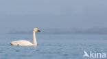 Whooper Swan (Cygnus cygnus)