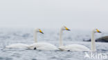 Whooper Swan (Cygnus cygnus)