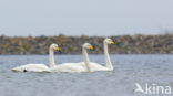 Whooper Swan (Cygnus cygnus)