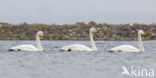 Whooper Swan (Cygnus cygnus)