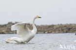 Whooper Swan (Cygnus cygnus)