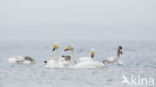 Whooper Swan (Cygnus cygnus)