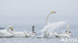 Whooper Swan (Cygnus cygnus)