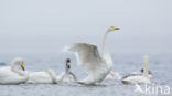 Whooper Swan (Cygnus cygnus)