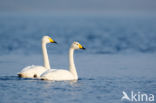 Whooper Swan (Cygnus cygnus)