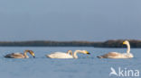 Whooper Swan (Cygnus cygnus)