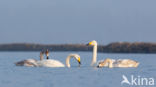 Whooper Swan (Cygnus cygnus)