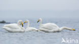 Whooper Swan (Cygnus cygnus)