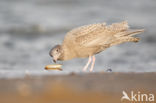 Grote Burgemeester (Larus hyperboreus)