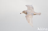 Grote Burgemeester (Larus hyperboreus)