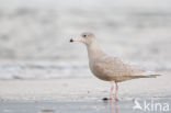 Glaucous Gull (Larus hyperboreus)