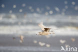 Glaucous Gull (Larus hyperboreus)