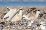 Glaucous Gull (Larus hyperboreus)