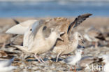 Grote Burgemeester (Larus hyperboreus)