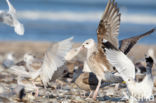 Grote Burgemeester (Larus hyperboreus)