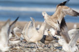 Grote Burgemeester (Larus hyperboreus)