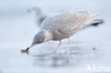 Grote Burgemeester (Larus hyperboreus)