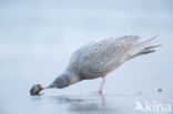 Grote Burgemeester (Larus hyperboreus)